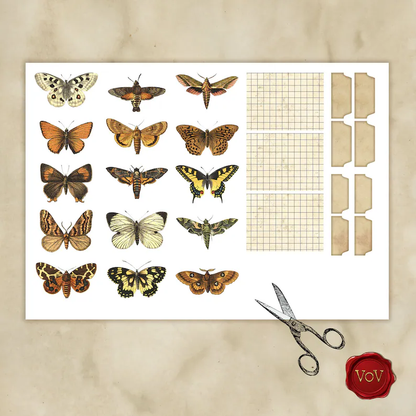 🦋 Printable Specimen Slide Kit | A4 Size (READY TO USE)